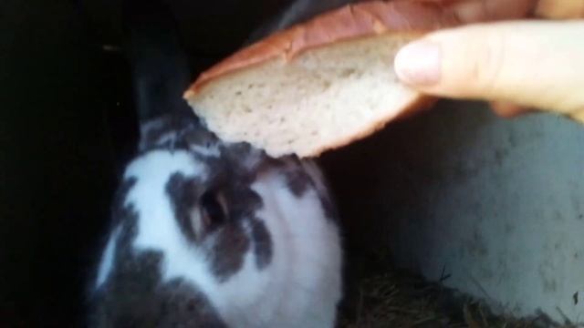 Мукбанг у Гари.Лечим депресняк-песенка,анекдот. смотреть онлайн