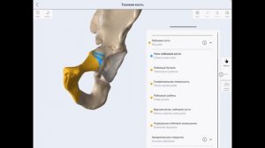 Тема видео: Тазовая кость