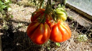 Сорт -"COEUR DE BOEUF"("СЕРДЦЕ БЫКА" франц.). Томаты от Фёдора.