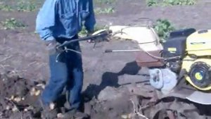 Копаю картошку