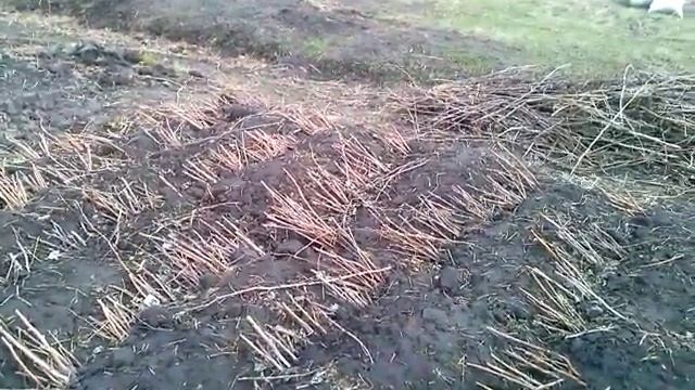 способ хранения саженцев малины смотреть онлайн