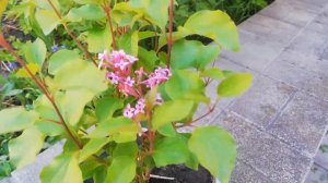 Сирень Мейера floweresta pink