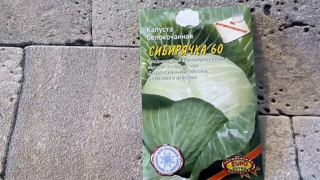 Капуста белокочанная Сибирячка 60 - ознакомление
