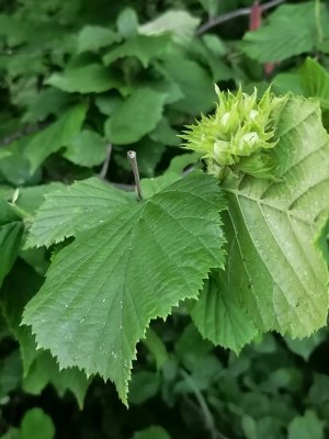 184. Лещина обыкновенная – Corylus avellana