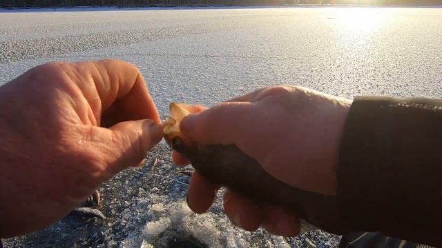 Как правильно прикормить плотву, ищем рыбу на реке #Плотва #Прикормка #Река #РыболовныйГид #Карелия смотреть онлайн