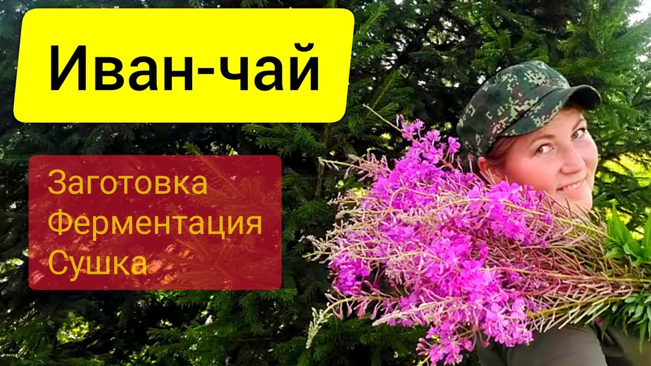 Иван чай / чай из кипрея. Сбор ферментация сушка