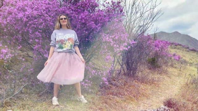 Цветение маральника на Алтае. Когда поехать и где увидеть сибирскую сакуру