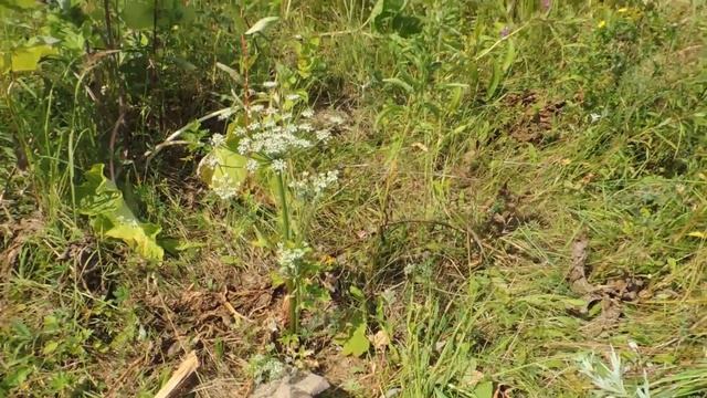 Борьба с борщевиком. Делюсь опытом. смотреть онлайн