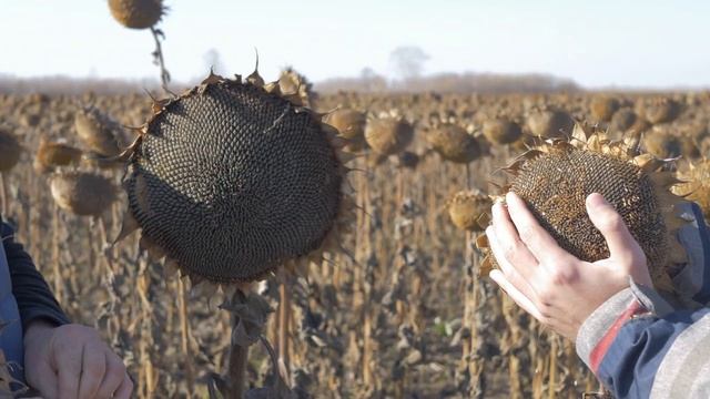 Опыт агронома: посеяли четыре подсолнечника, почему победил Кодизоль в обработке Sun Power?
