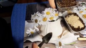 ПАМПАСНАЯ ТРАВА или КОРТАДЕРИЯ ВЫРАЩИВАНИЕ ИЗ СЕМЯН. ПРОЕКТ - ЭКСПЕРИМЕНТ ВЫРАЩИВАЮ В ЧЕРНОЗЕМЬЕ.