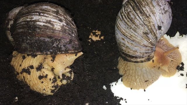 Кладка улиток Ахатино! 25.02.2019 год