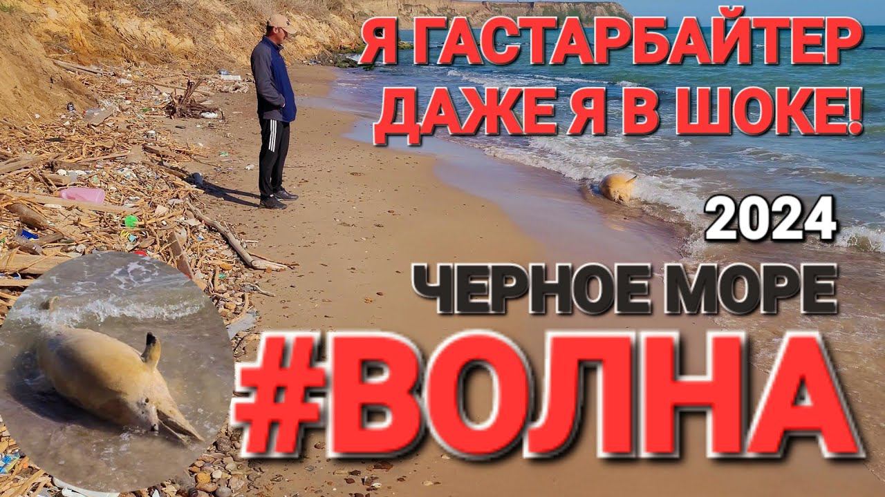 Страшно в #Волна. Черное море. - 2024 год. Дельфины, птицы на пляже.