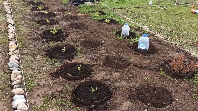 Цветник на целине! смотреть онлайн