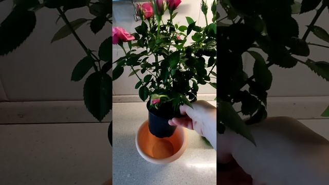 Мой способ сохранения горшечных цветов - Роза Кордана. смотреть онлайн