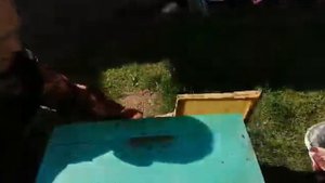 Как быстро наващивать рамки/самый быстрый способ наращивания вощины.