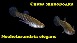 Снова живородка - Neoheterandria elegans