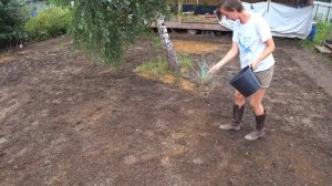 Каток для газона / Посадка газона / Укрыли семена газона от птиц