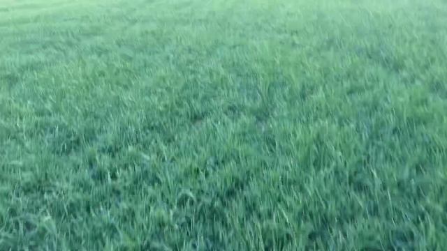 Осмотр пшеницы, весенняя дисковка и стоит ли вносить двойную норму минеральных удобрений смотреть онлайн