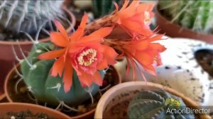 🏵️Матукана расцвела🏵️ Matucana madisoniorum blooming 🏵️#matucana