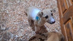 Новорожденные щенки таксы начали открывать глазки/Щенки ужинают