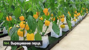Что выращивать гидропоникой - 8 идей