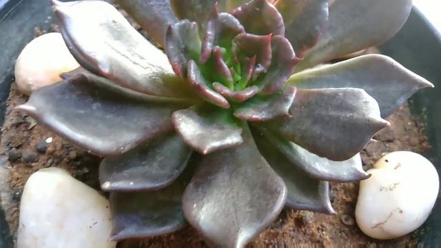 #Suculentadasemana Echeveria Black Prince смотреть онлайн