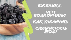 Ежевика?. Чем подкормить? Как увеличить сахаристость ягод?