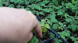 Промежуточный результат укоренения крапивки малины