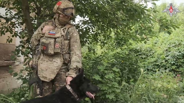 Овчарка по кличке Амур помогает нашим артиллеристам