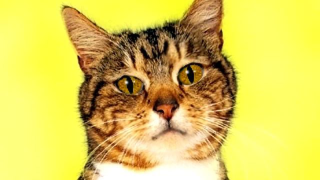 Таро 7 жезлов смотреть онлайн