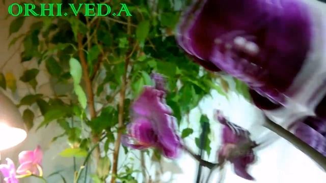 Фаленопсис Chiada  Stacy  Chocolate  drops _