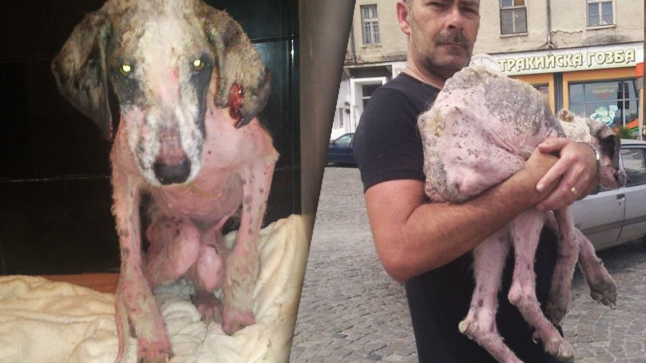 Вторая жизнь полуживой бродячей собаки по кличке Кхалиси смотреть онлайн