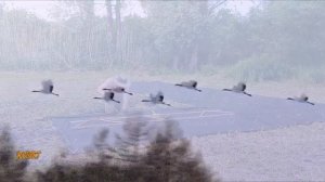 Высадка черенков ивовой лозы.