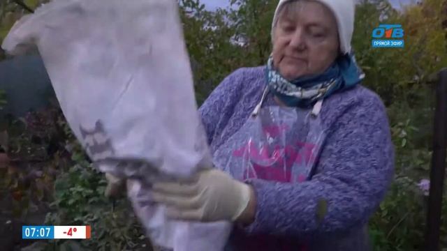 Садовые истории  – как сохранить саженцы до весны