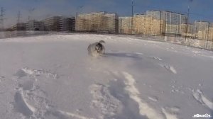 Husky runs in the snow. Хаски бегает по свежему снегу