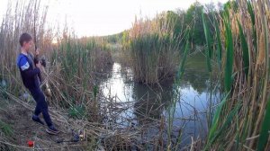 Рыбалка на карпа в камыше на поплавок