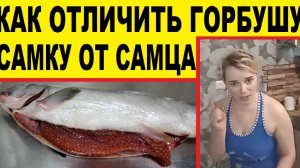 Выбираем горбушу с икрой,самку.Как это сделать