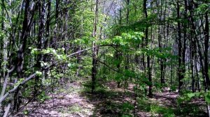 " Там  соловей в  кустах поет"...