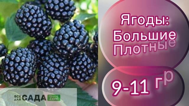 обзор ежевики Сорт полар