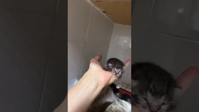 Родовспоможение у кошки🐾