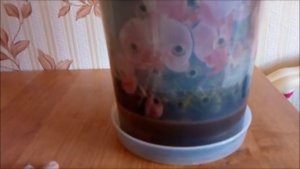 Обзор моих цветущих орхидей. Часть 1 .