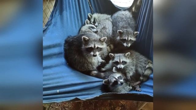 Смешная подборка про енотов) еноты -новое видео) смотреть онлайн