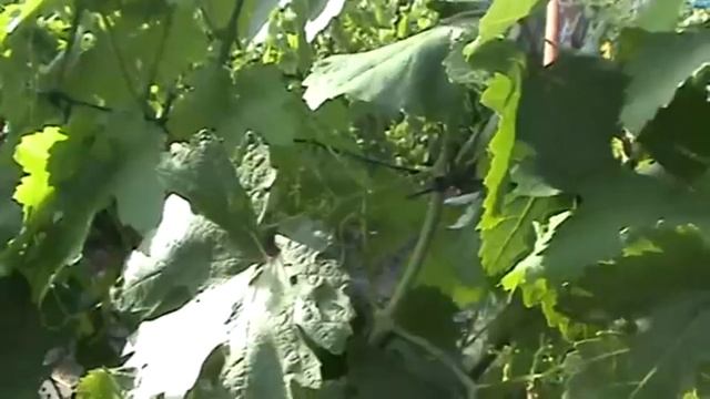 ВИНОГРАД. СДЕЛАЙТЕ ЭТО И ОБЯЗАТЕЛЬНО БУДЕТЕ С ХОРОШИМ УРОЖАЕМ смотреть онлайн