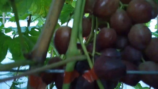 СЮЗАННА И ФЛАГМАН! ТЕЛ.+79054033245, WyatsApp и Viber +79528500417. смотреть онлайн