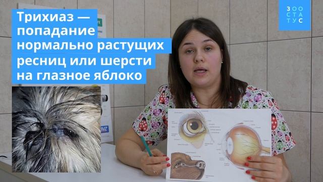 Болезни век у животных смотреть онлайн