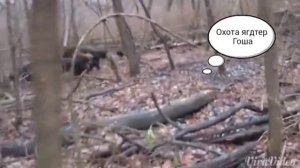 Охота 2016 Ягдтерьер против кабана