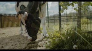 КОРОВА. (Есенин)