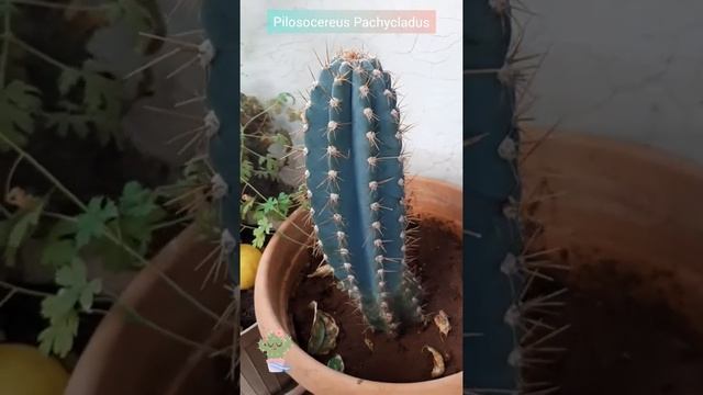 Pilosocereus Pachycladus Cactus