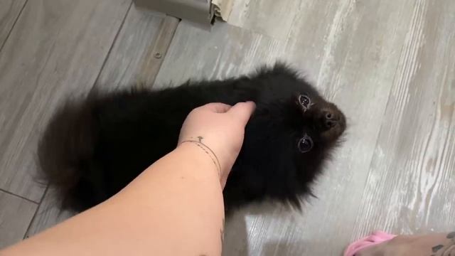 ДНЕВНИК ПОХУДЕНИЯ/СЛОМАЛИ ДИВАН/ЗАПЕКАНКА ИЗ БРОККОЛИ И ЦВЕТНОЙ КАПУСТЫ С СЫРОМ смотреть онлайн