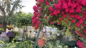 Петунии, болезни...прищипывать или нет петунью